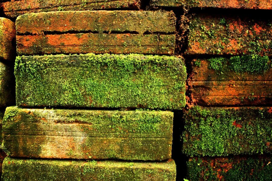 Roof Moss & Mould Treatment